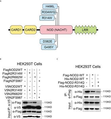 Blau syndrome NOD2 mutations result in loss of NOD2 cross-regulatory function